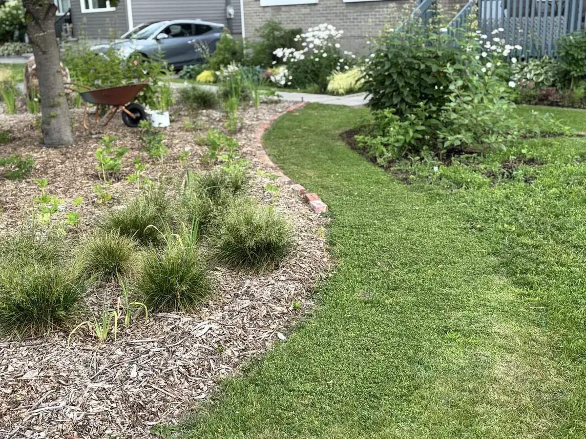 The front yard of the Flight Path Garden in August 2026, planted with native perennials and grasses.