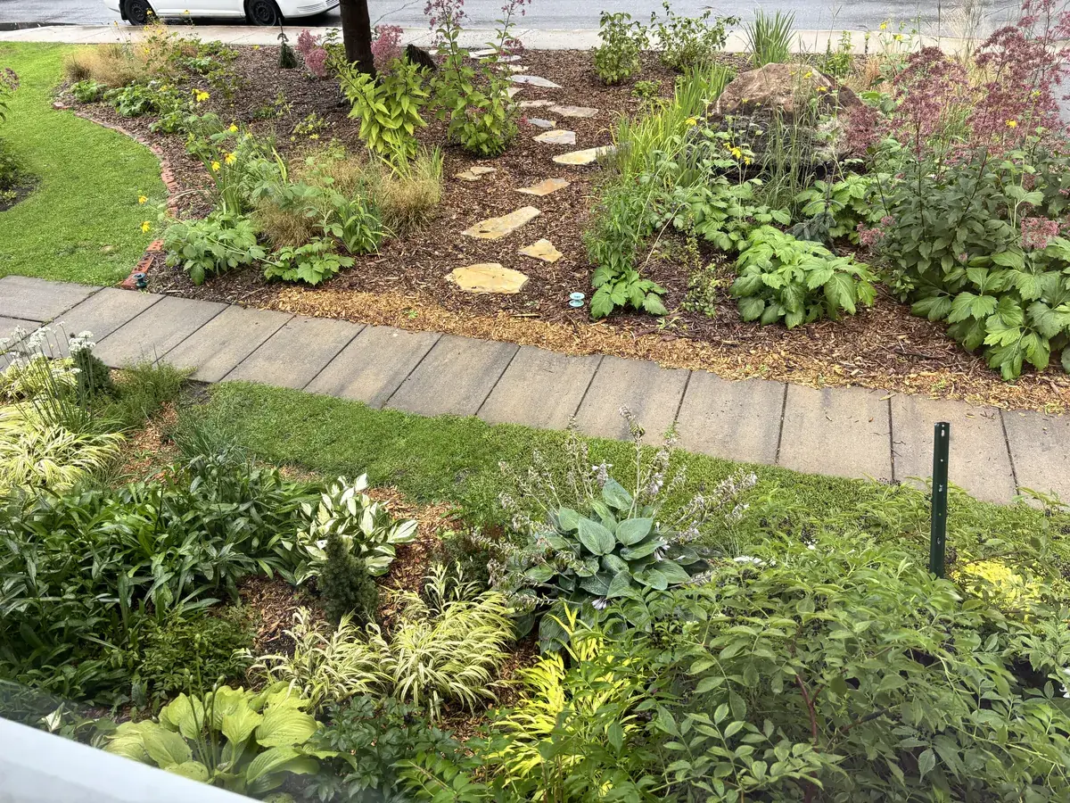 Native flowers and grasses in the front garden of the Flight Path Garden in Dorval.
