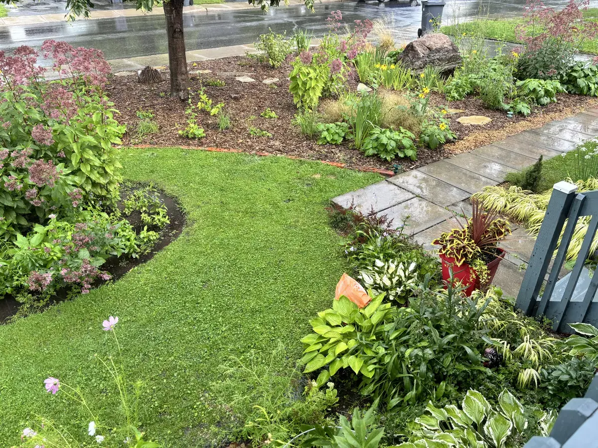 The Flight Path Garden in summer 2026, with low-mow lawn beside the planted beds.